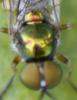 Chorisops sp.